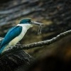 Lednacek promenlivy - Todiramphus chloris - Collared Kingfisher 9699